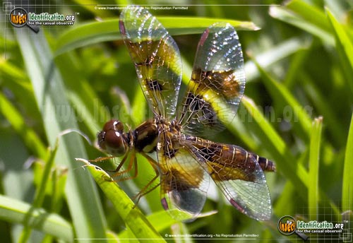 Thumbnail image #4 of the Halloween-Pennant