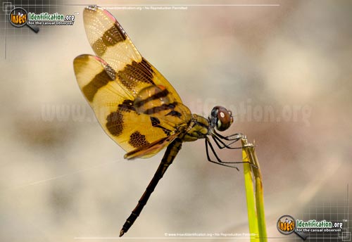 Thumbnail image #2 of the Halloween-Pennant