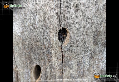 Thumbnail image #5 of the Hardwood-Stump-Borer-Beetle