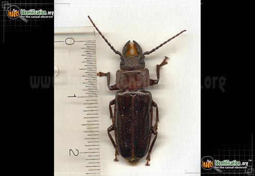 Thumbnail image #4 of the Hardwood-Stump-Borer-Beetle