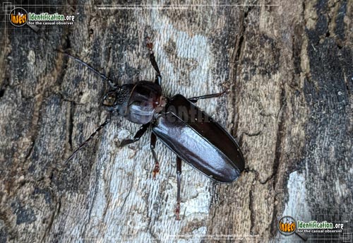 Thumbnail image of the Hardwood-Stump-Borer-Beetle
