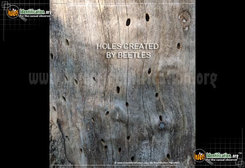 Thumbnail image #6 of the Hardwood-Stump-Borer-Beetle