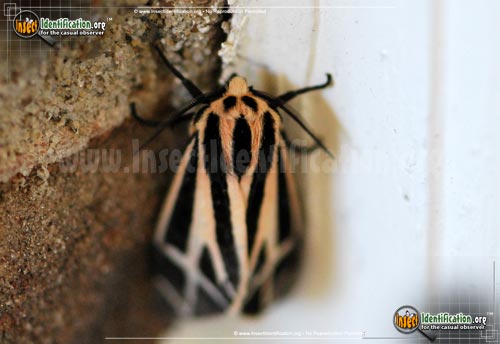 Thumbnail image #2 of the Harnessed-Tiger-Moth
