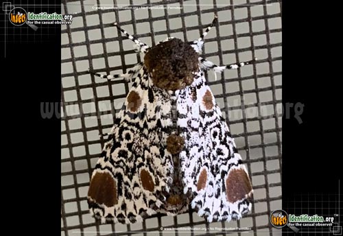Thumbnail image of the Harris-Three-Spot-Moth