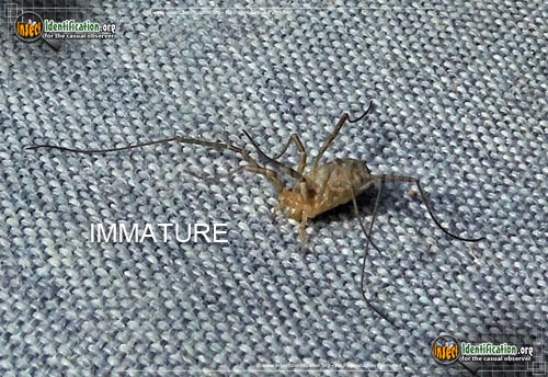Thumbnail image #7 of the Harvestman