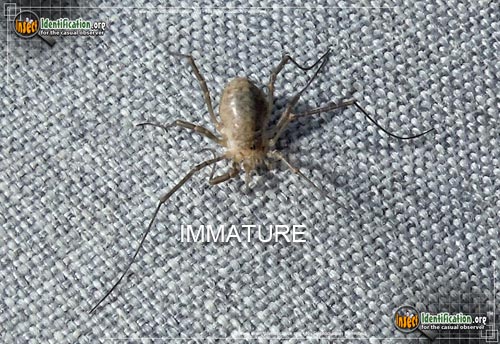 Thumbnail image #8 of the Harvestman