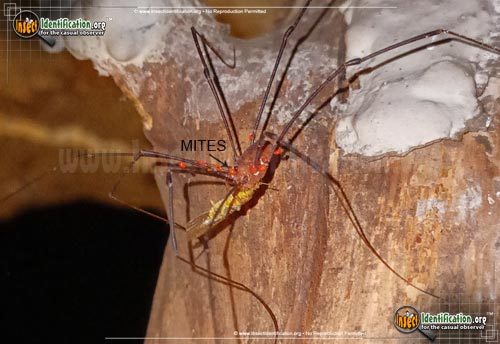 Thumbnail image #5 of the Harvestman