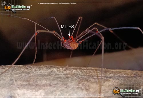 Thumbnail image #6 of the Harvestman