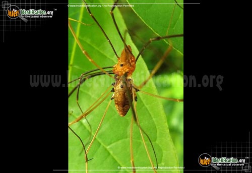 Thumbnail image #2 of the Harvestman