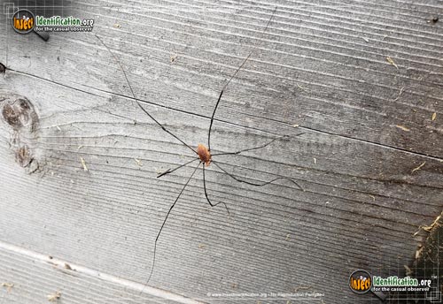 Thumbnail image #3 of the Harvestman