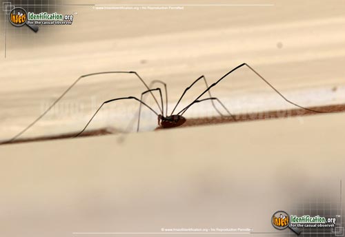 Thumbnail image #4 of the Harvestman