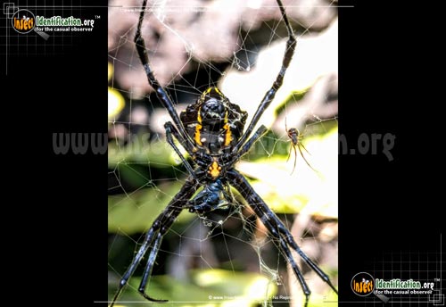 Thumbnail image #2 of the Hawaiian-Garden-Spider
