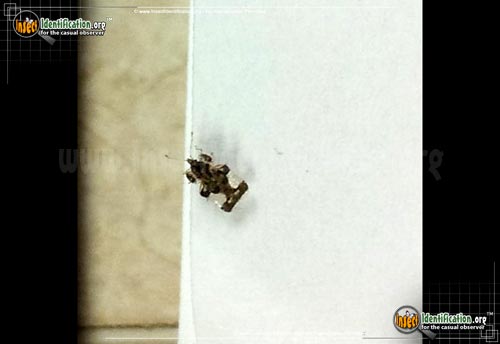Thumbnail image of the Hazelnut-Lace-Bug