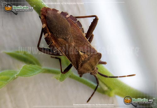 Thumbnail image of the Helmeted-Squash-Bug