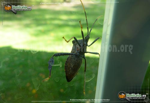Thumbnail image #3 of the Helmeted-Squash-Bug