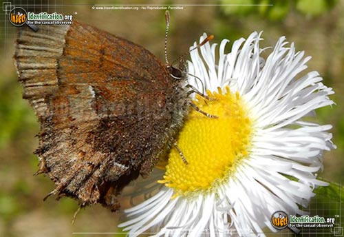 Thumbnail image of the Henrys-Elfin-Butterfly