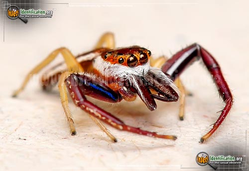 Thumbnail image #3 of the Hentz-Jumping-Spider