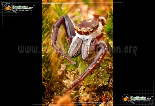 Thumbnail image #2 of the Hentz-Jumping-Spider