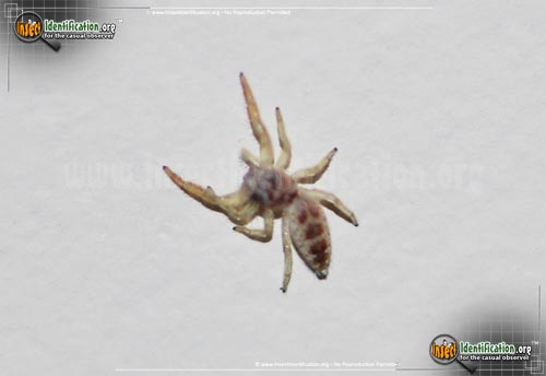 Thumbnail image #3 of the Crowned-Hentzia-Jumping-Spider