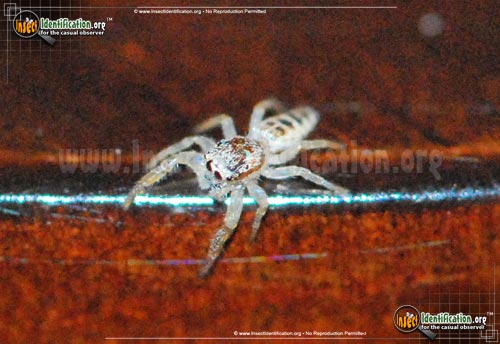 Thumbnail image #4 of the Crowned-Hentzia-Jumping-Spider