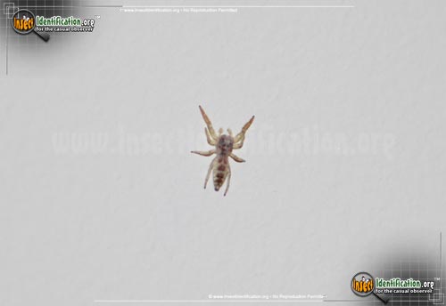 Thumbnail image #2 of the Crowned-Hentzia-Jumping-Spider