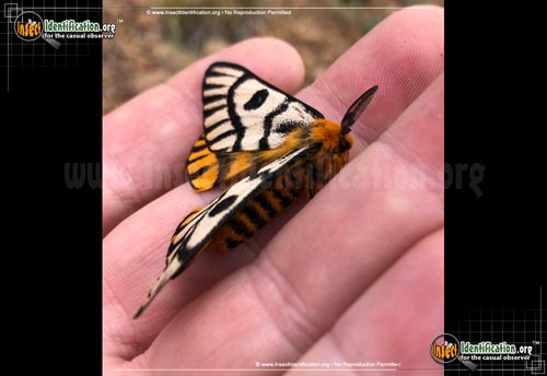 Thumbnail image of the Hera-Buck-Moth