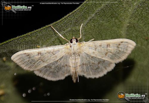 Thumbnail image of the Herpetogramma-abdominalis-Moth