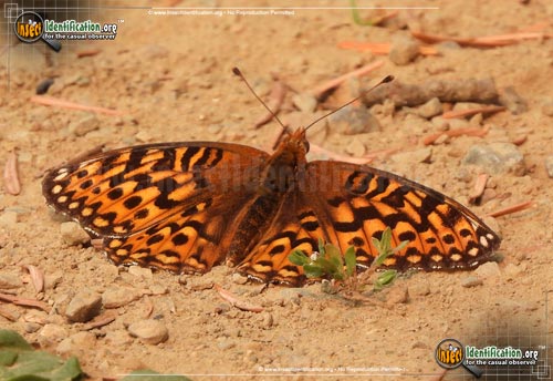 Thumbnail image of the Hesperis-Fritillary-Butterfly