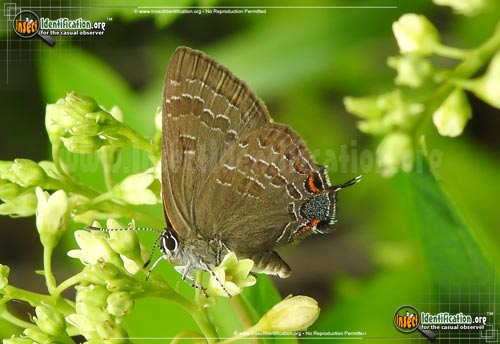 Thumbnail image of the Hickory-Hairstreak-Butterfly