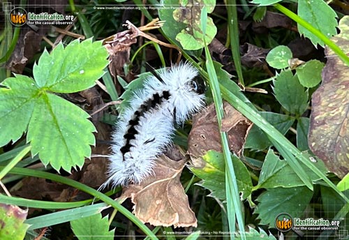 Thumbnail image #2 of the Hickory-Tussock-Moth