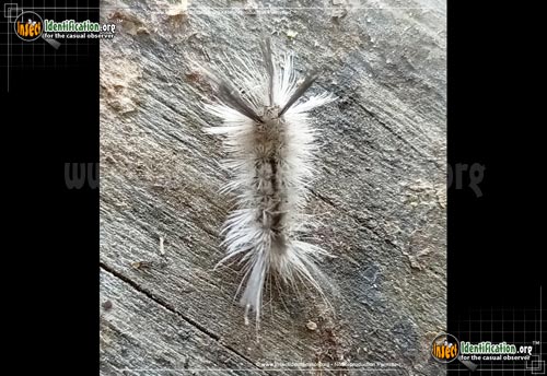 Thumbnail image #4 of the Hickory-Tussock-Moth