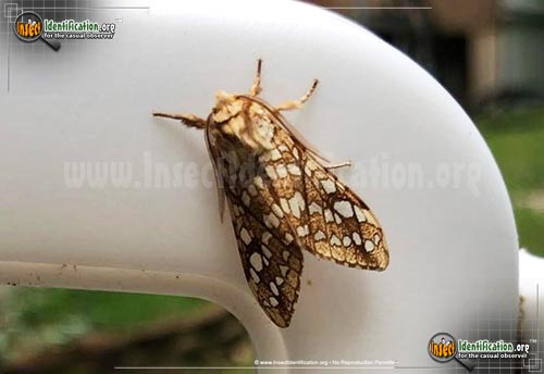 Thumbnail image of the Hickory-Tussock-Moth