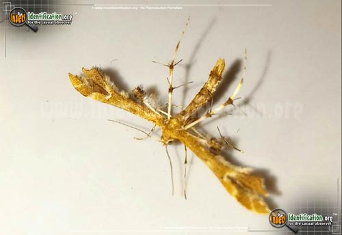 Thumbnail image #3 of the Himmelmans-Plume-Moth