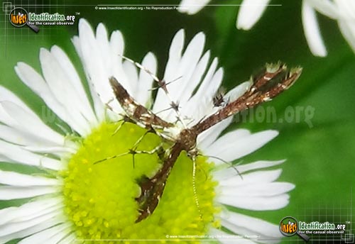 Thumbnail image #2 of the Himmelmans-Plume-Moth