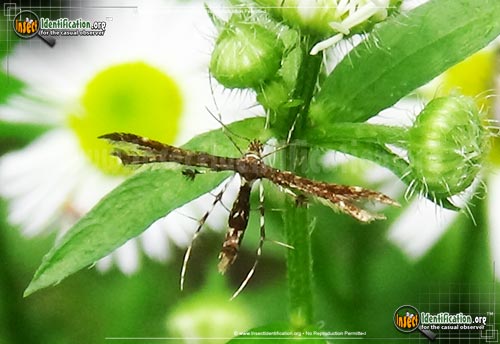 Thumbnail image of the Himmelmans-Plume-Moth