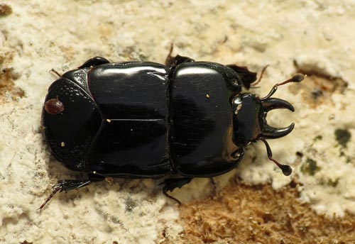 Thumbnail image of the Hister-Beetle