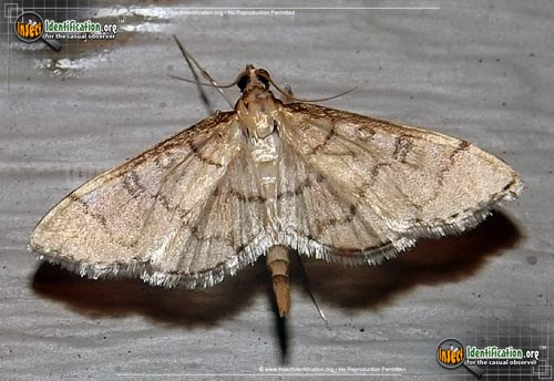 Thumbnail image of the Hollow-Spotted-Blepharomastix-Moth