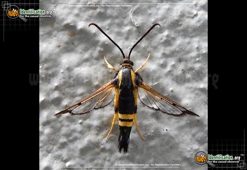 Thumbnail image #2 of the Holly-Borer-Moth