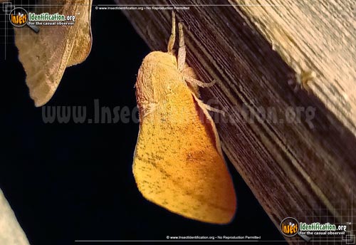 Thumbnail image #3 of the Honey-Locust-Moth
