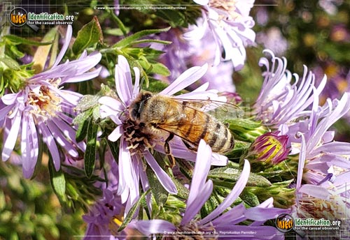 Thumbnail image #14 of the Honey-Bee