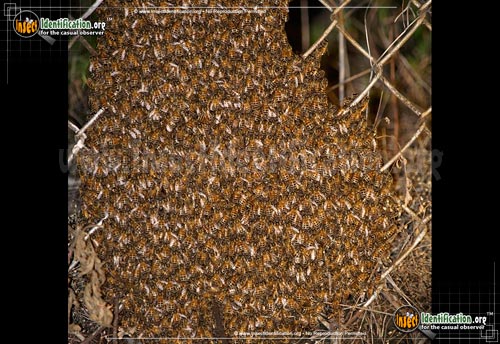 Thumbnail image #5 of the Honey-Bee
