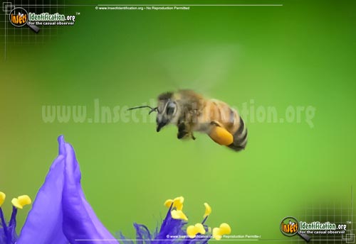Thumbnail image #8 of the Honey-Bee