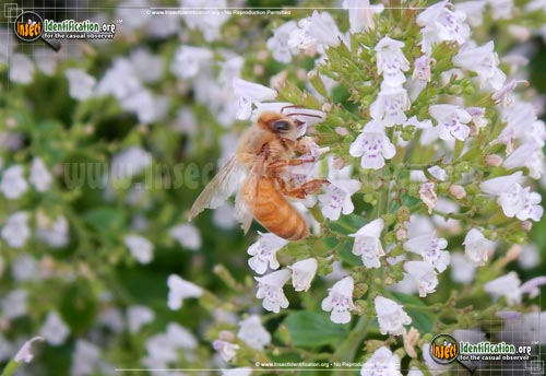 Thumbnail image #10 of the Honey-Bee