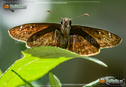 Thumbnail image #2 of the Horaces-Duskywing-Butterfly
