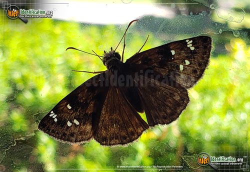 Thumbnail image #4 of the Horaces-Duskywing-Butterfly