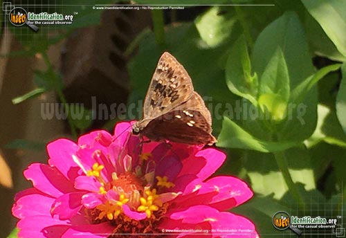 Thumbnail image #6 of the Horaces-Duskywing-Butterfly