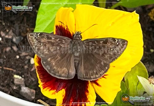 Thumbnail image #7 of the Horaces-Duskywing-Butterfly