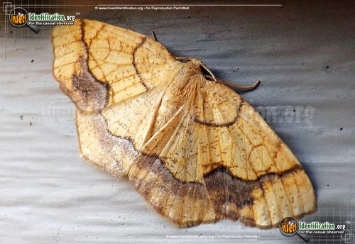 Thumbnail image of the Horned-Spanworm-Moth