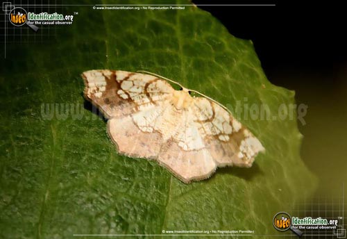 Thumbnail image of the Horned-Spanworm-Moth