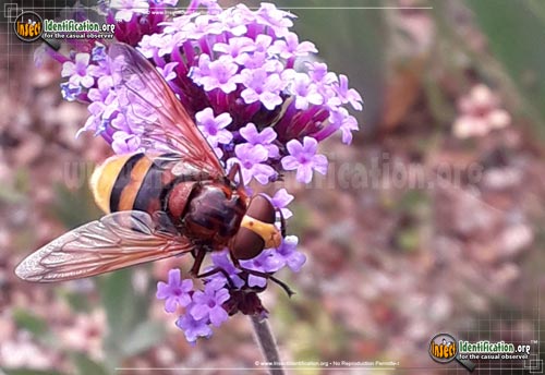 Thumbnail image of the Hornet-Mimic-Hover-Fly